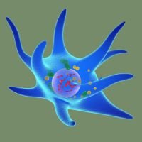 200 x 200 mantle cell lymphoma