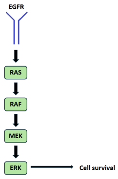 MAPK Pathway - Clinical Controversis Fall 2026