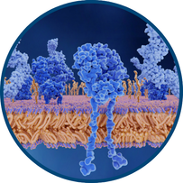 T-cell image in a circle