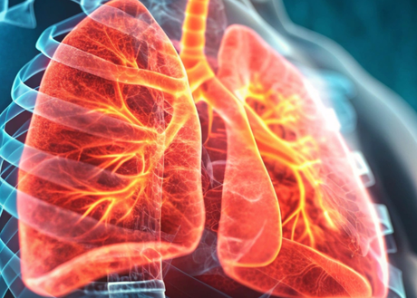 An image of a lung inside the body