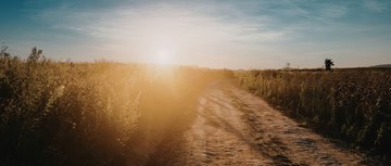 An image of a dirt road through a field with the sun shining on the other side
