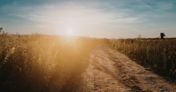 An image of a dirt road through a field with the sun shining on the other side