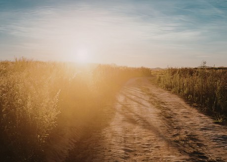 An image of a dirt road through a field with the sun shining on the other side
