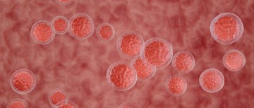 Blood stem cells