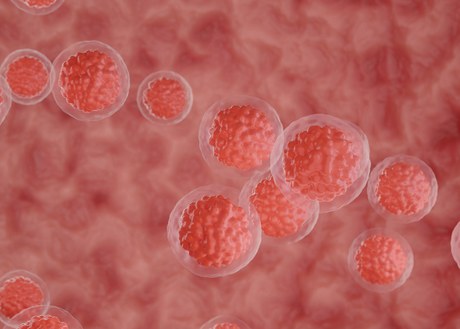 Blood stem cells