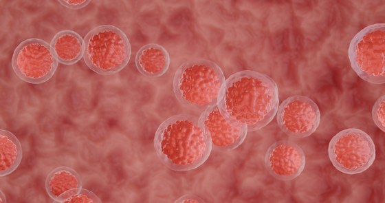 Blood stem cells