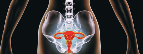 medical illustration of female reproductive system