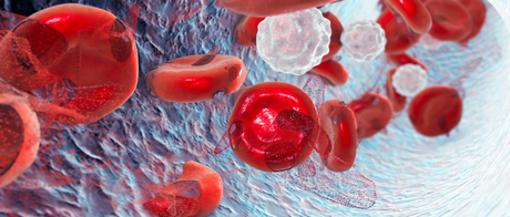 magnified blood cells