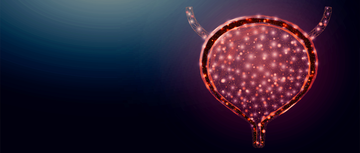 Digital medical illustration of a bladder