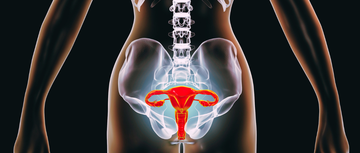 Female reproductive organs