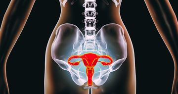 Female reproductive organs